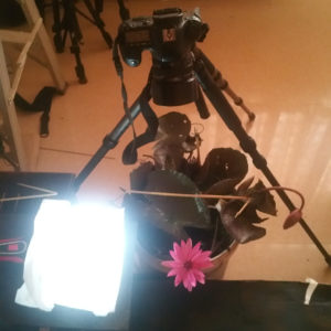 lightbox timelapse
